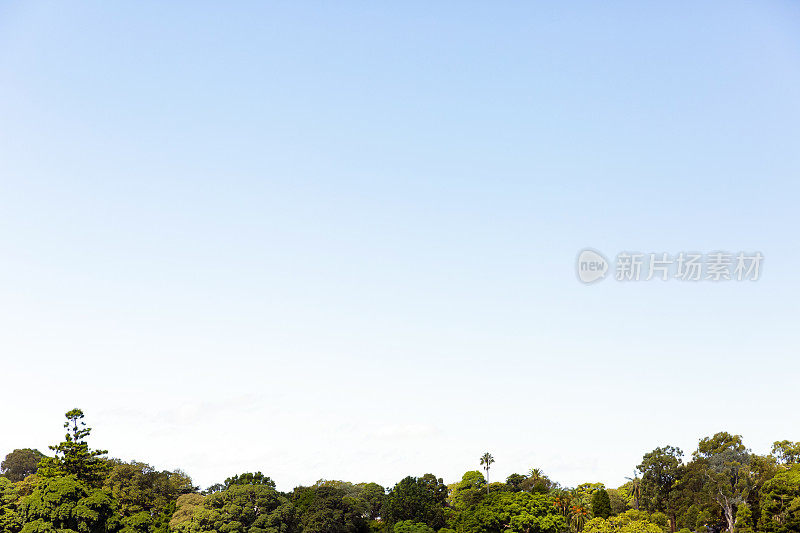 天空和树木，大自然美丽的背景，复制空间