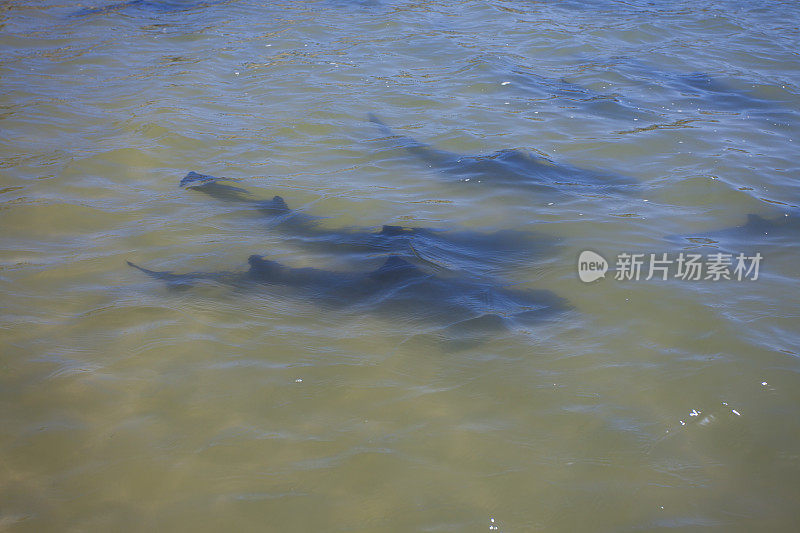 豹鲨在马里纳德雷岛的浅水中游泳