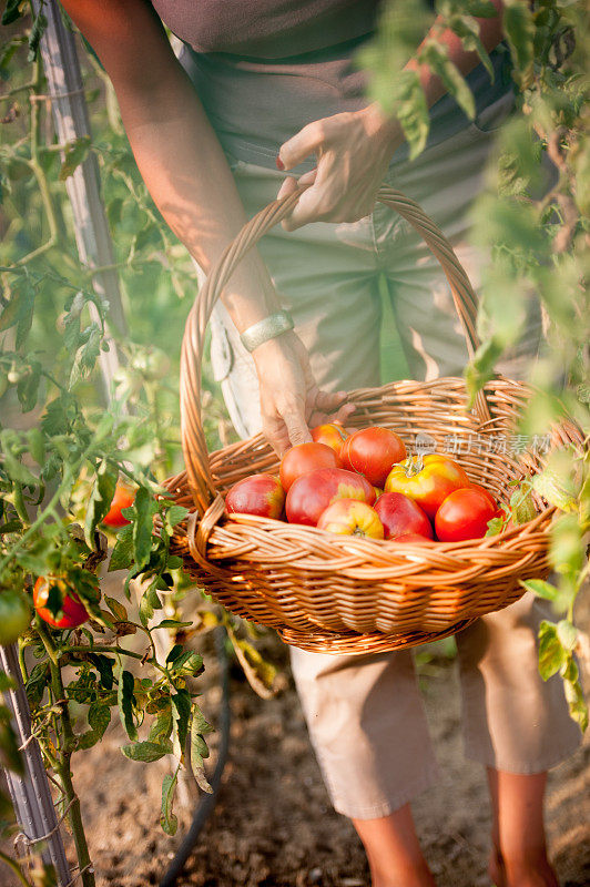 篮子里自家种植的有机番茄