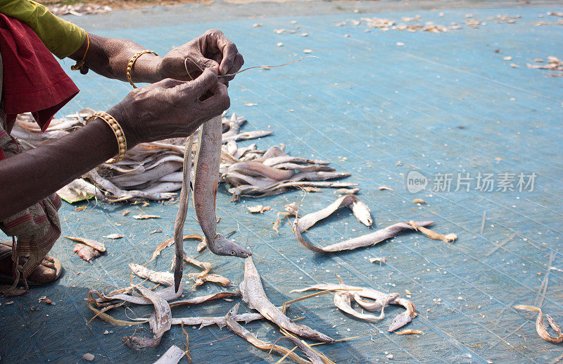 在鱼干作坊工作的印度妇女