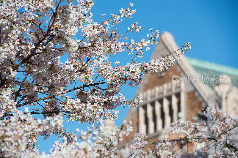 华盛顿大学的樱花