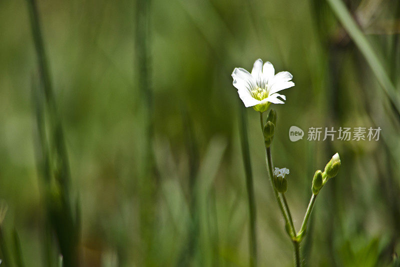 单瓣小的白色毛蕊花