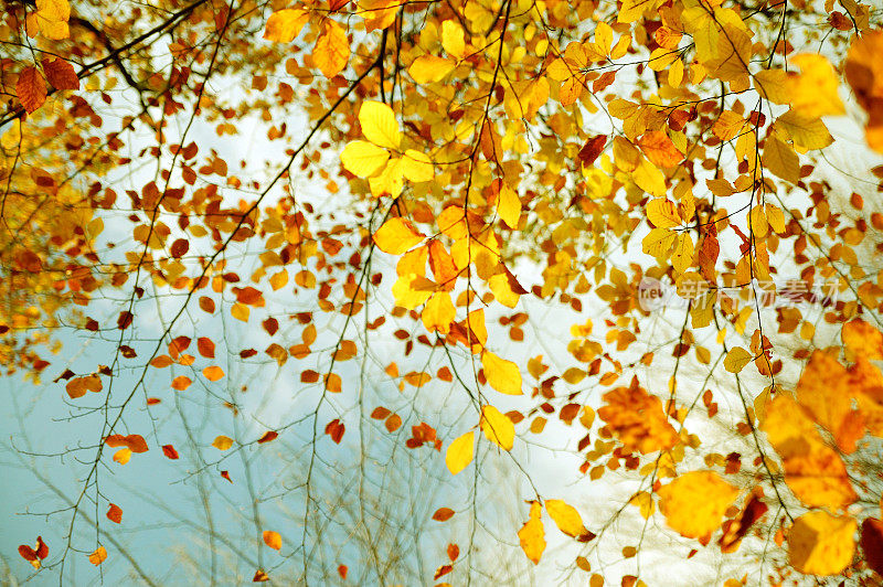 山毛榉的树枝上有秋天的黄叶