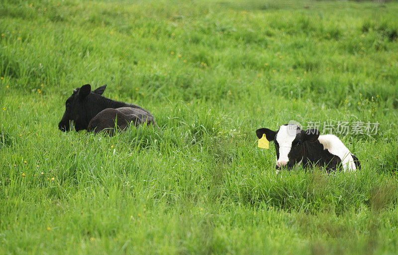 小牛在草