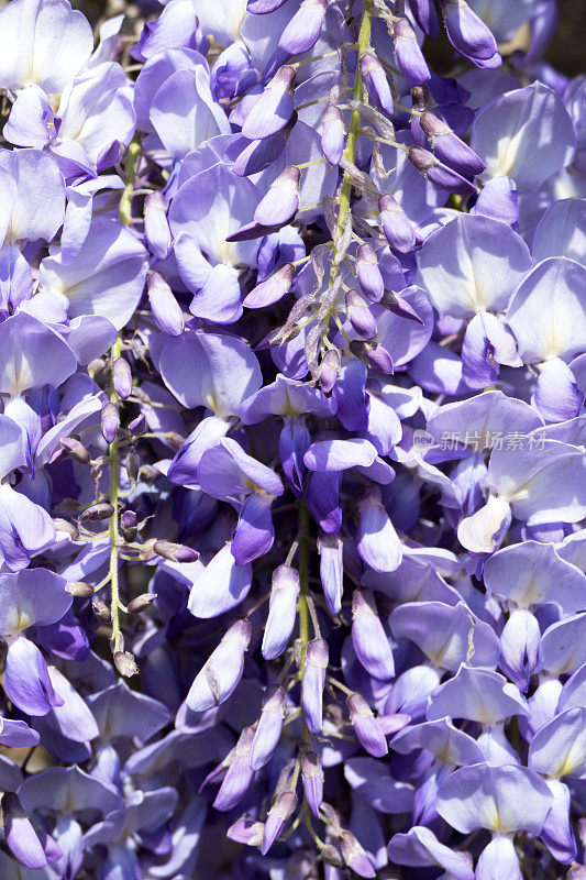 紫藤在春天开花