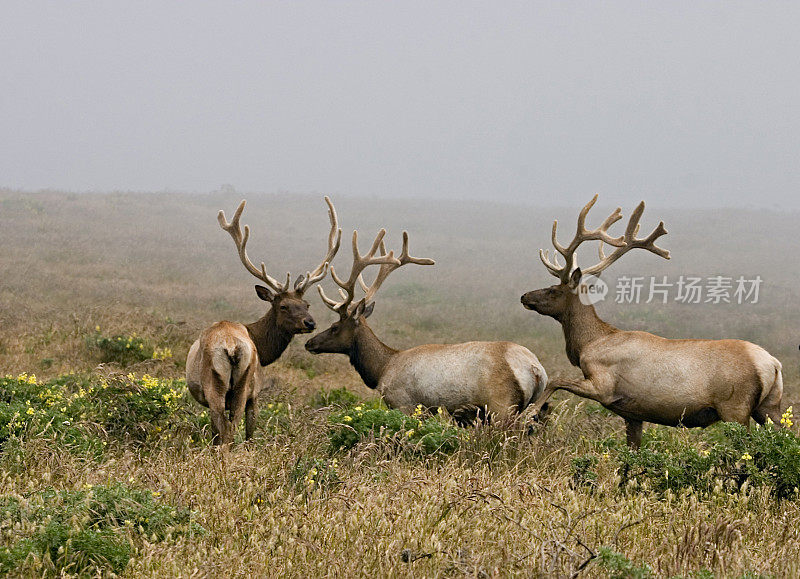 有天鹅绒鹿角的图里麋鹿，雷伊斯角国家海岸