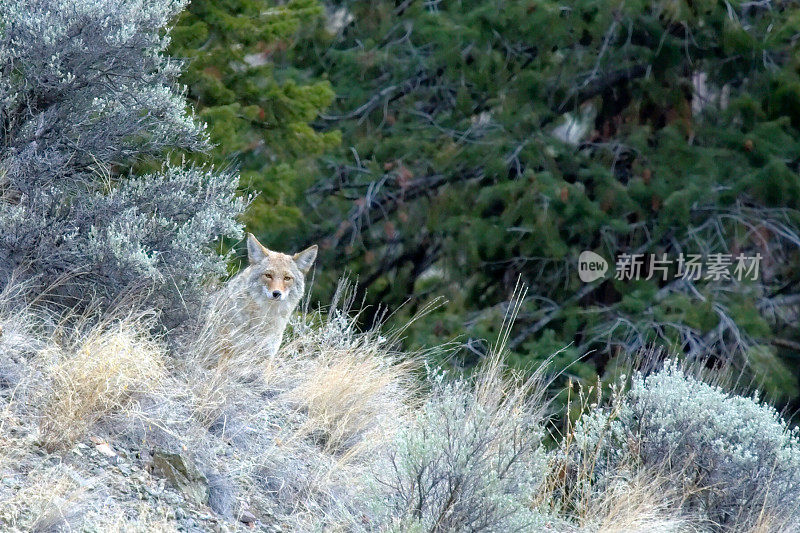 山艾树山坡上的郊狼。