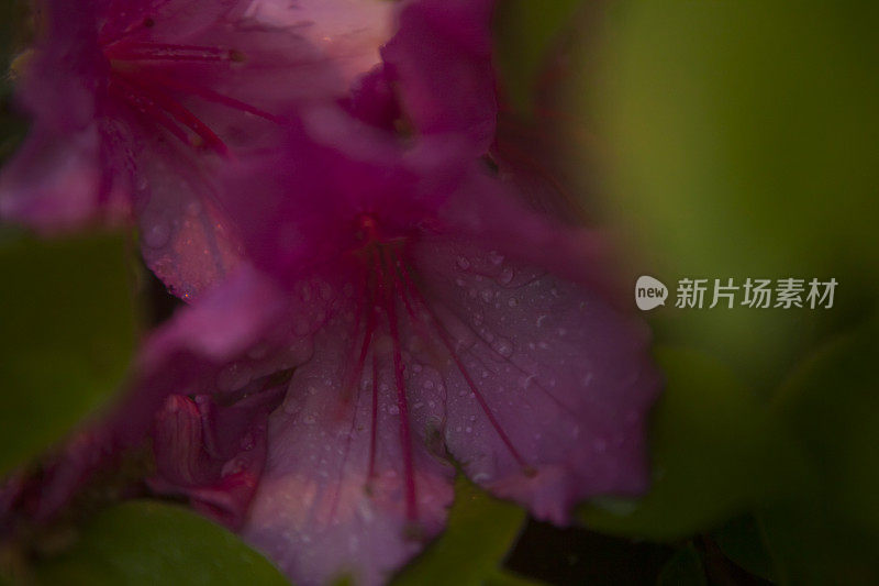 粉红色的花上缀满了雨滴