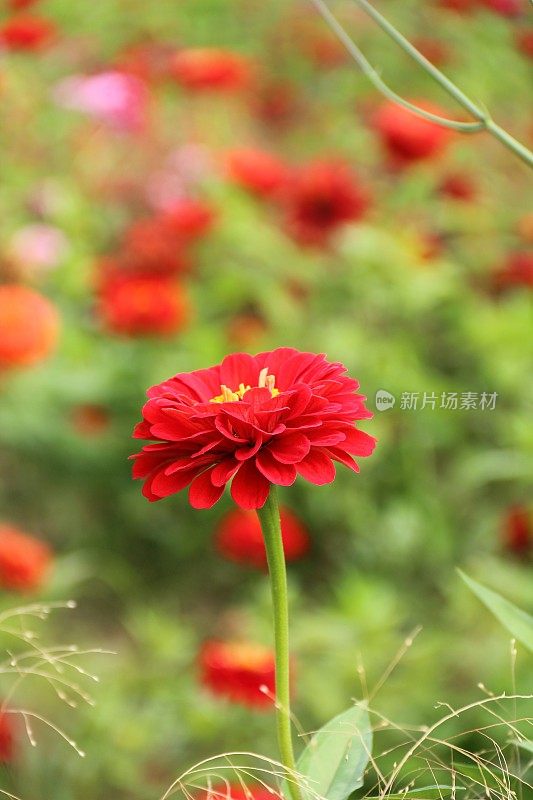 红色zinnia花