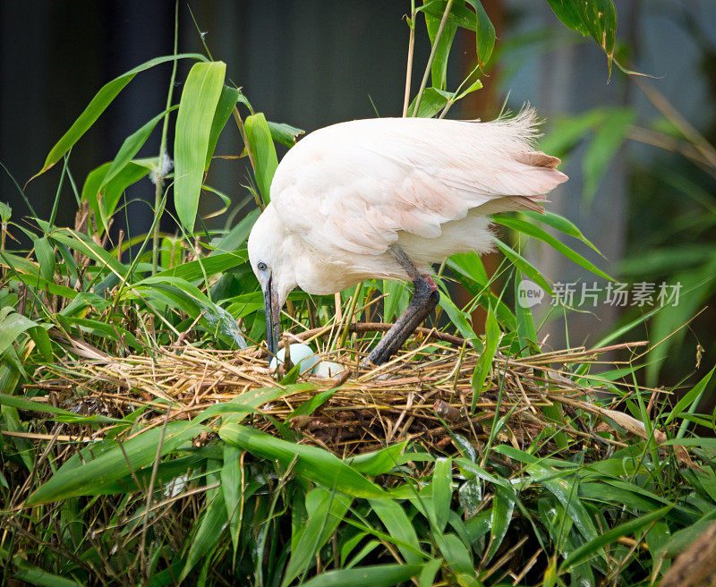 小白鹭