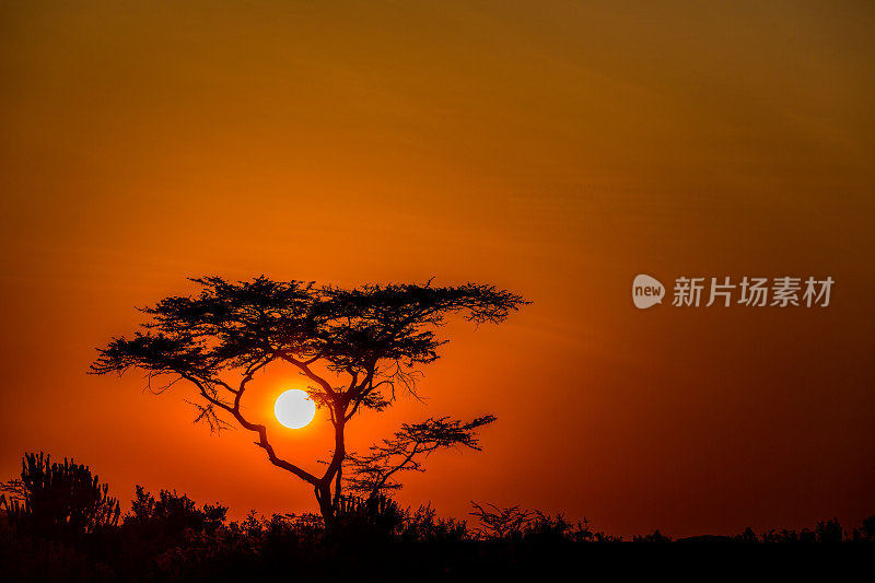 日出的非洲金合欢树