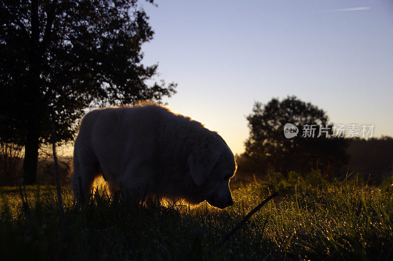 拉布拉多寻回犬的剪影