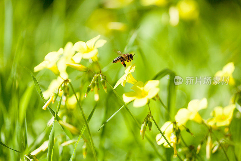 一只蜜蜂在黄花上盘旋