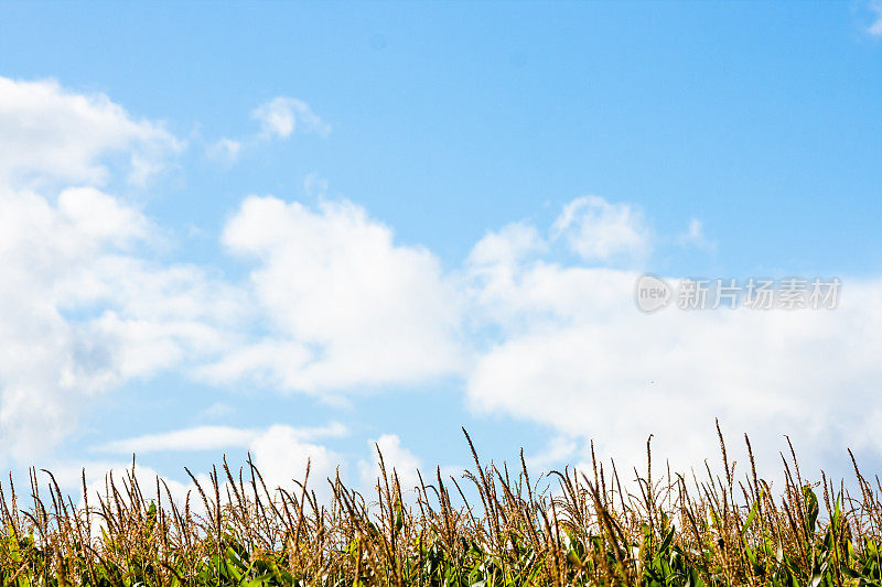 蓝色的天空下，夏天盛开的玉米田