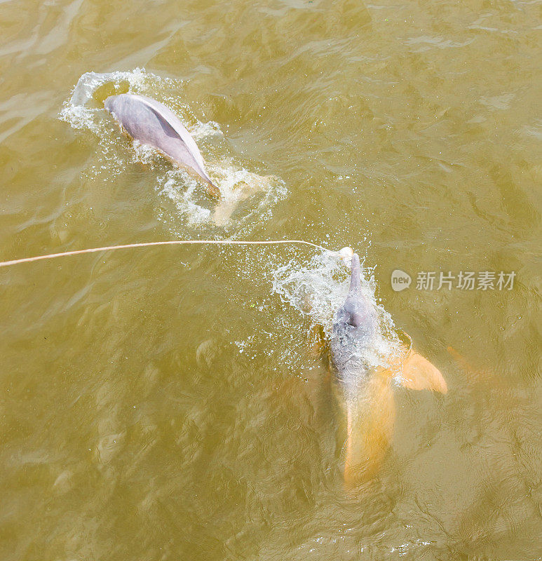 在巴西亚马逊河游泳的野生粉红河豚