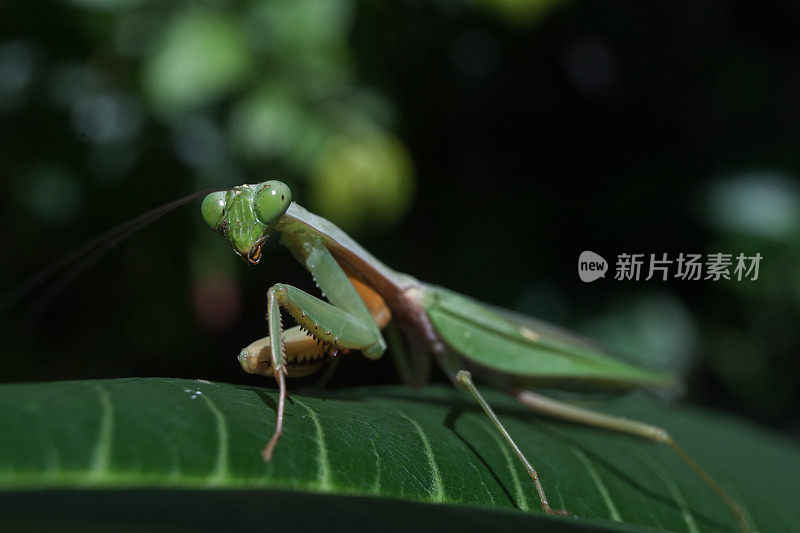 螳螂的宗教