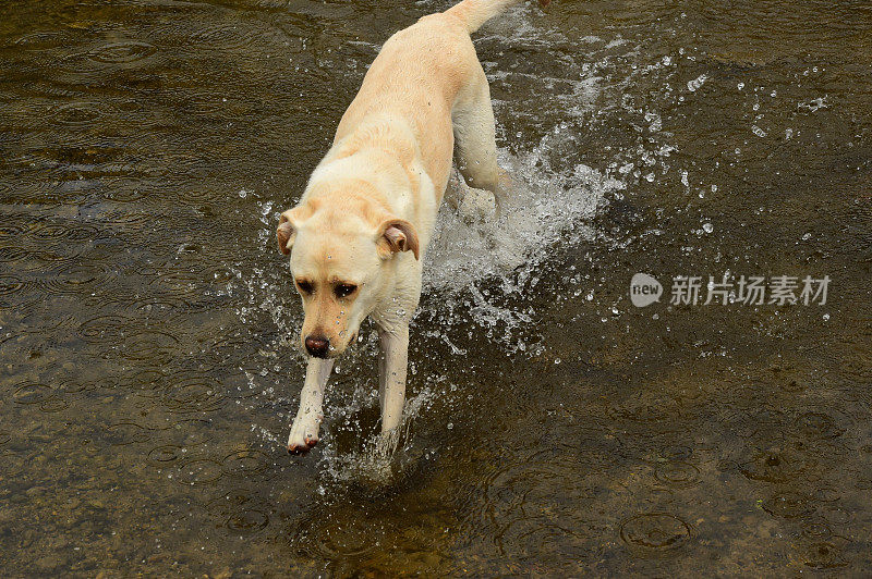 拉布拉多寻回犬