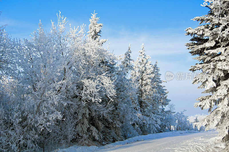 草原上的冬天，树上有厚厚的霜雪