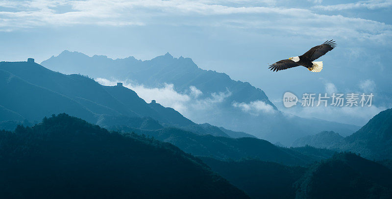 清晨，鹰飞过薄雾山