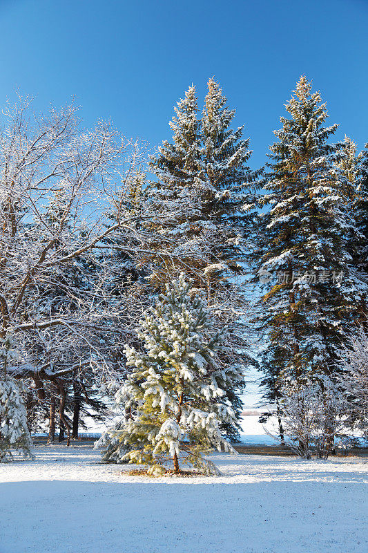 结霜的和下雪的树