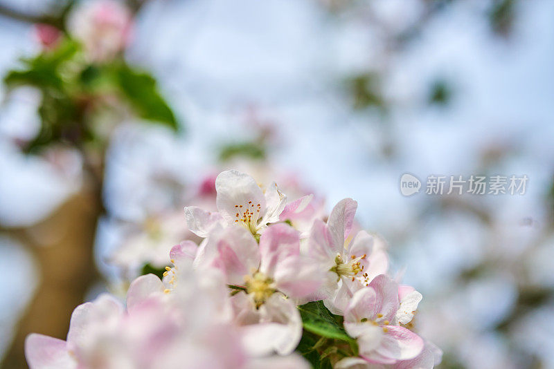 花苹果花背景