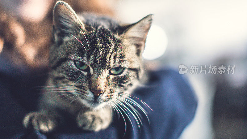 女学生玩猫