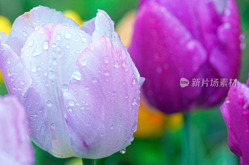 郁金香的雨滴