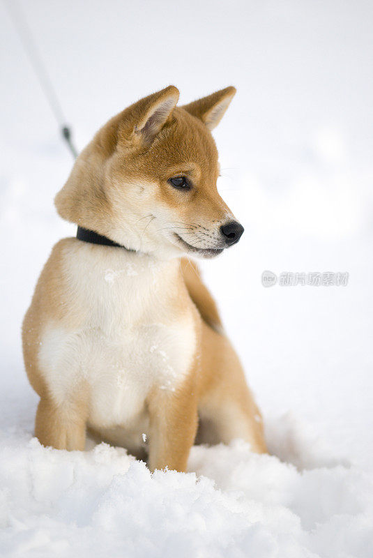 雪地里的小狗