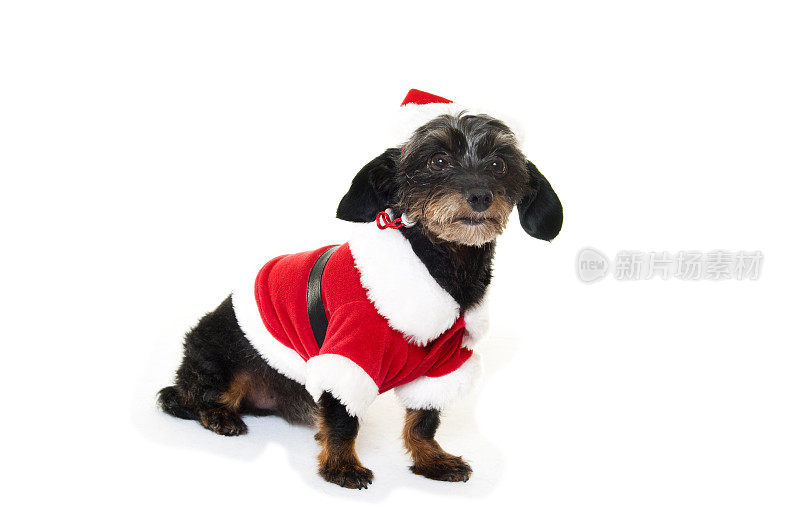 穿着圣诞老人衣服的小狗