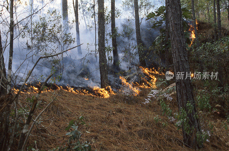 中美洲洪都拉斯中部高地的松林被大火烧毁