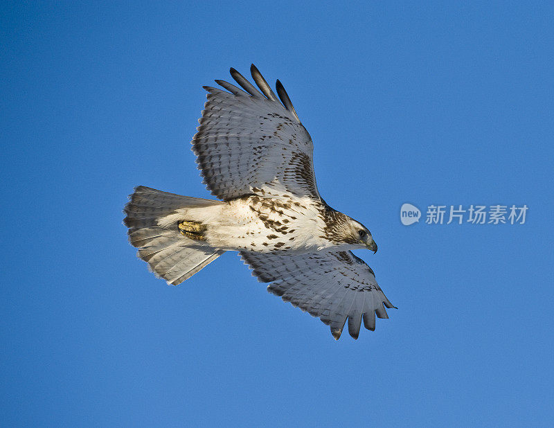 飞行中的红尾鹰