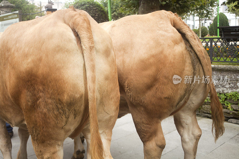 后方近距离观察牛街行走。