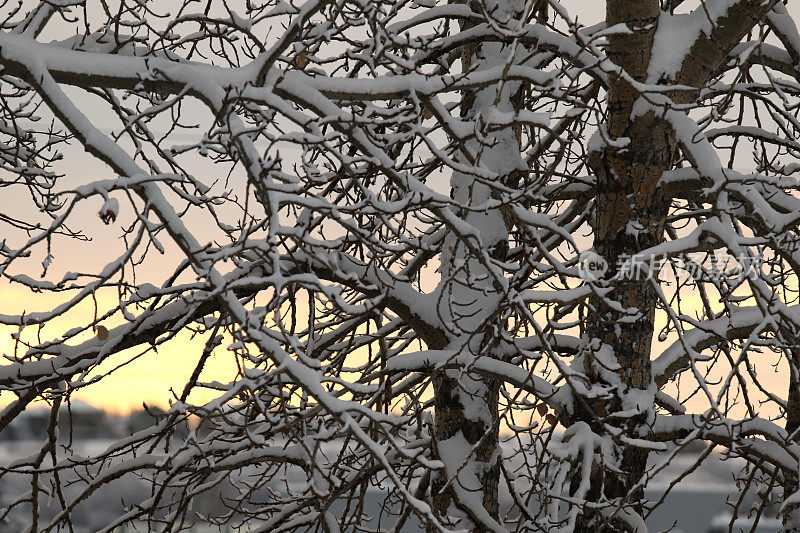 白杨树在雪