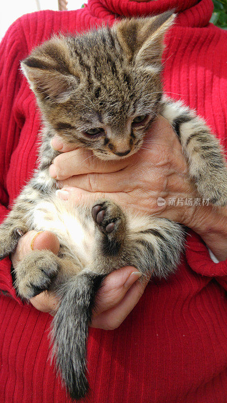 老婆婆手里的小猫