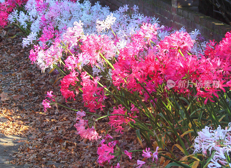 粉红色的海棠花(宝石百合)，秋季花园阳光