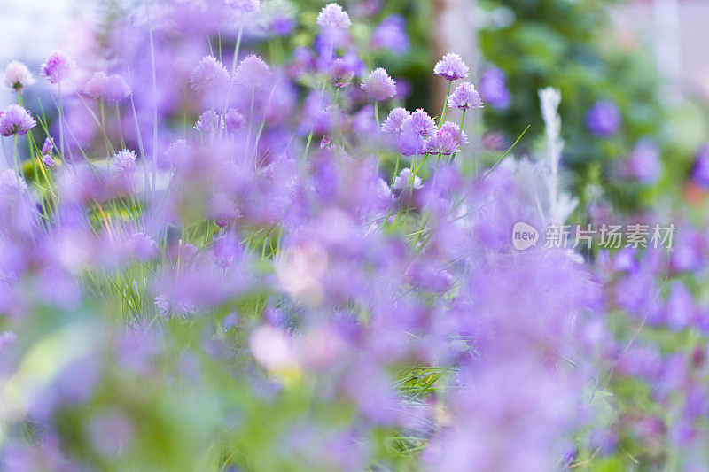 花园里韭菜盛开