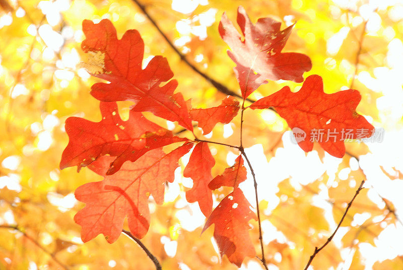秋天的树叶柔和的焦点背景