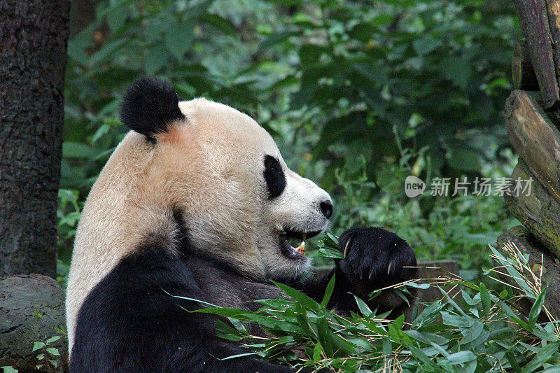 熊猫坐着吃竹子——中国