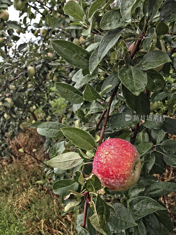 苹果树