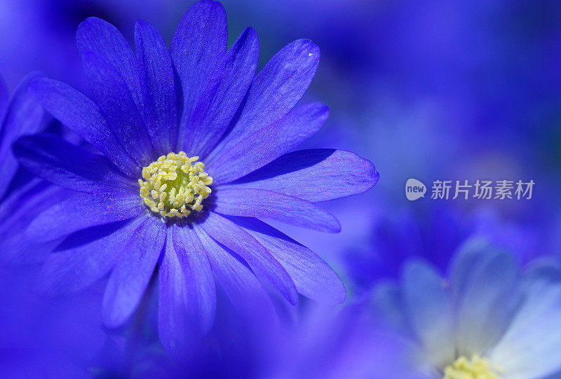 蓝色的海葵