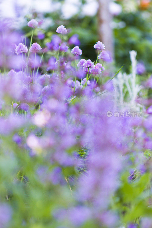 花园里韭菜盛开