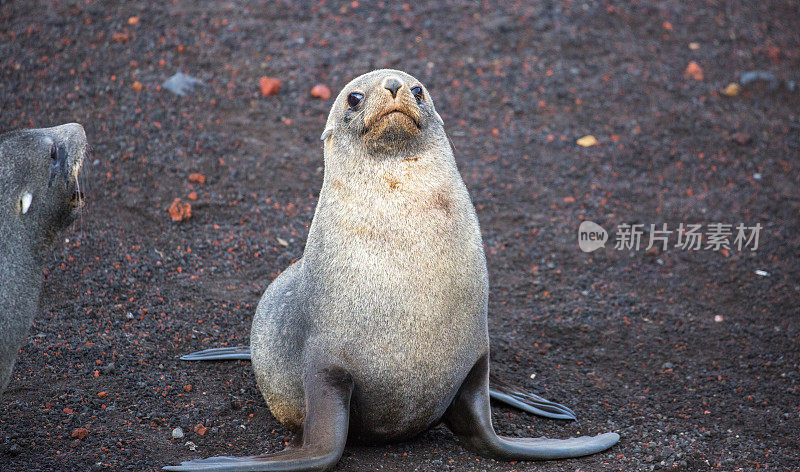 南极洲:欺骗岛上的南极毛皮海豹