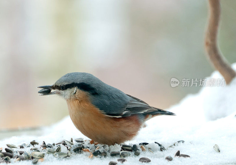 雪中的胡桃和葵花籽