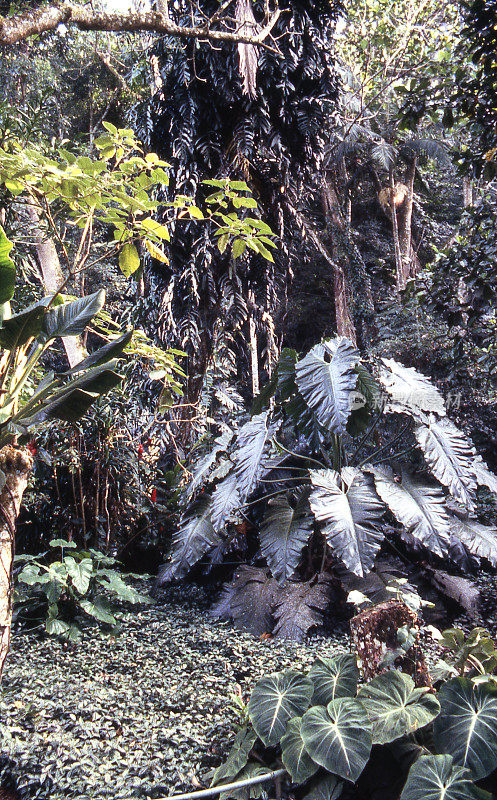 洪都拉斯拉塞巴附近的公园和自然保护区的热带雨林植被