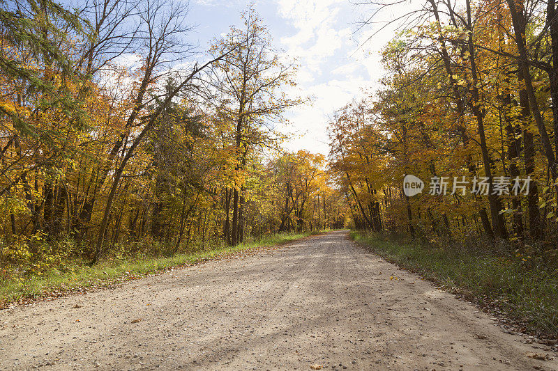 秋天的绿树成荫的乡村道路