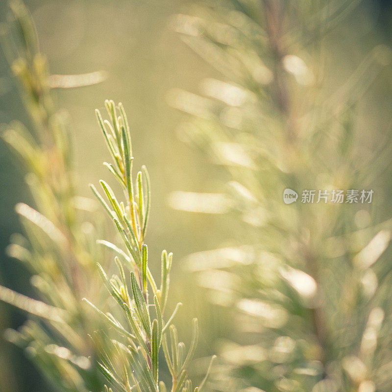 迷迭香(迷迭香属officinalis)