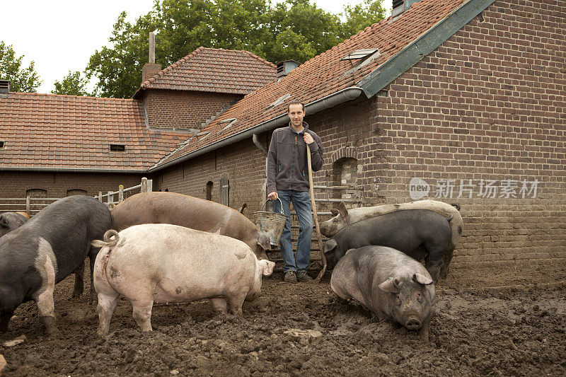 农夫正在放养猪。