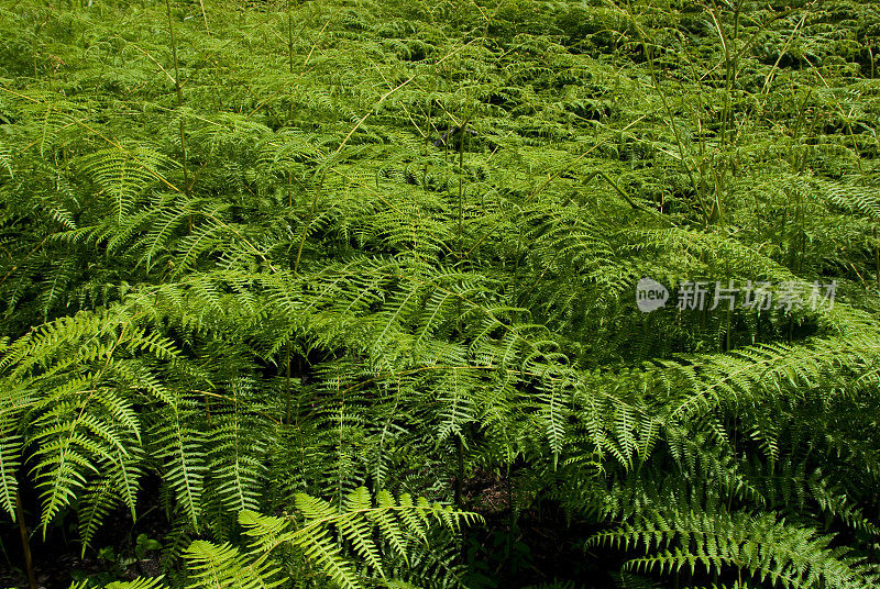 蕨类植物