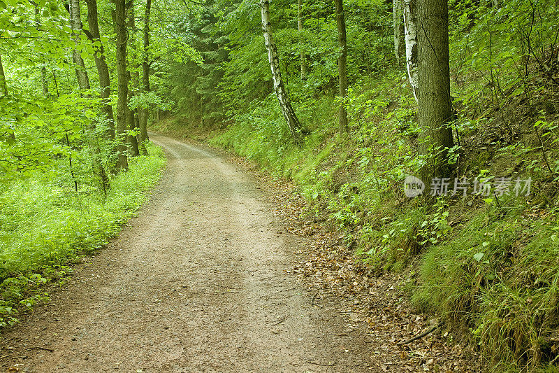 森林道路二世