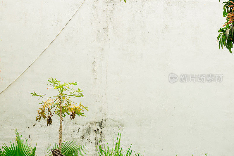 Sayulita墨西哥绿色热带植物与墙壁背景